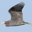 Little Blue Heron